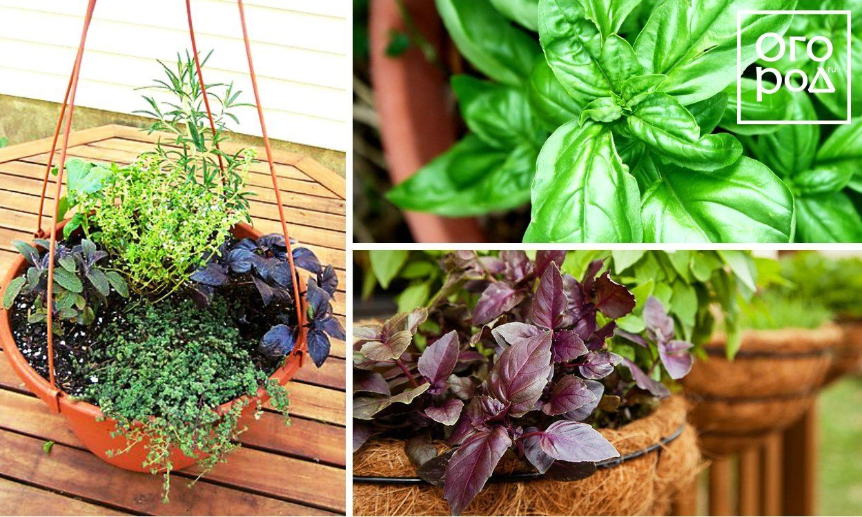 15 идеальных растений для выращивания в подвесных кашпо - Огород, сад .